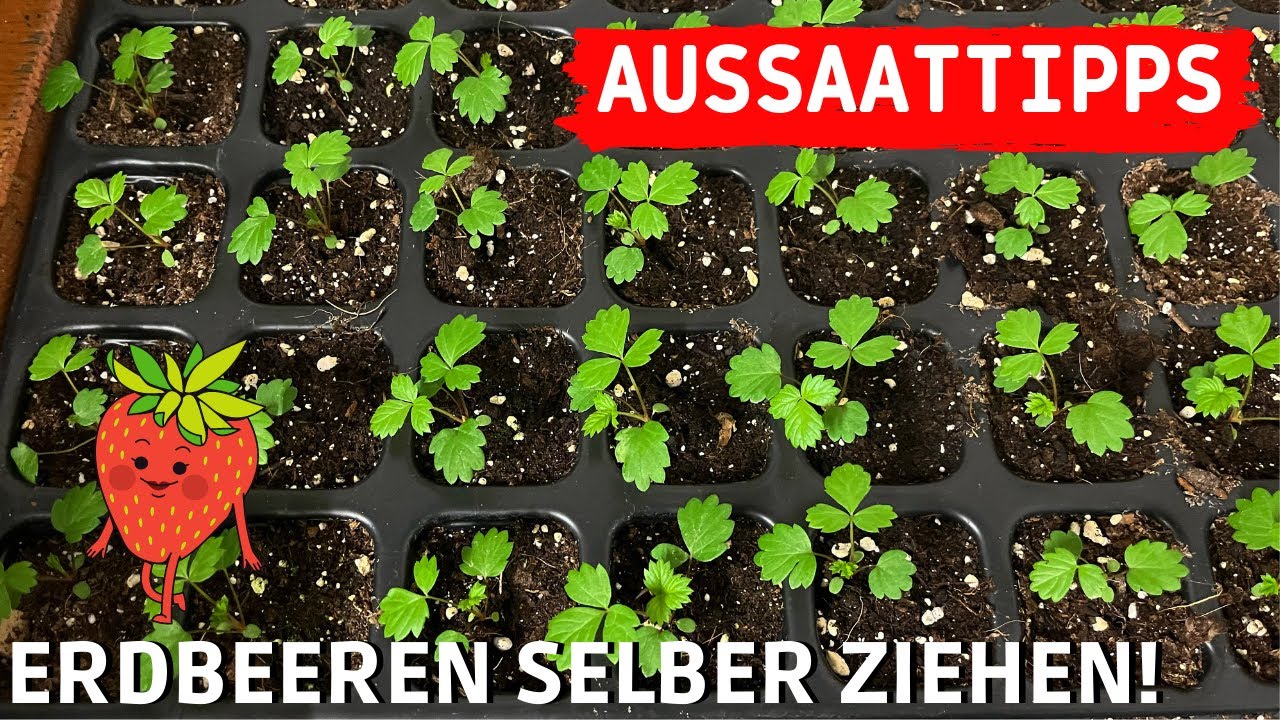 ERDBEEREN selber aus Samen ziehen 🍓🪴