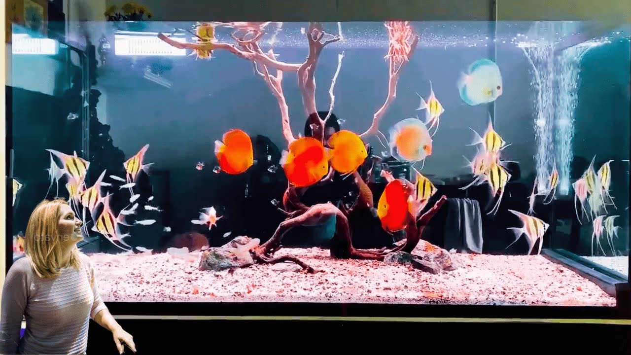 Beautiful Discus & Angelfish Aquarium | Most Friendly Tankmates