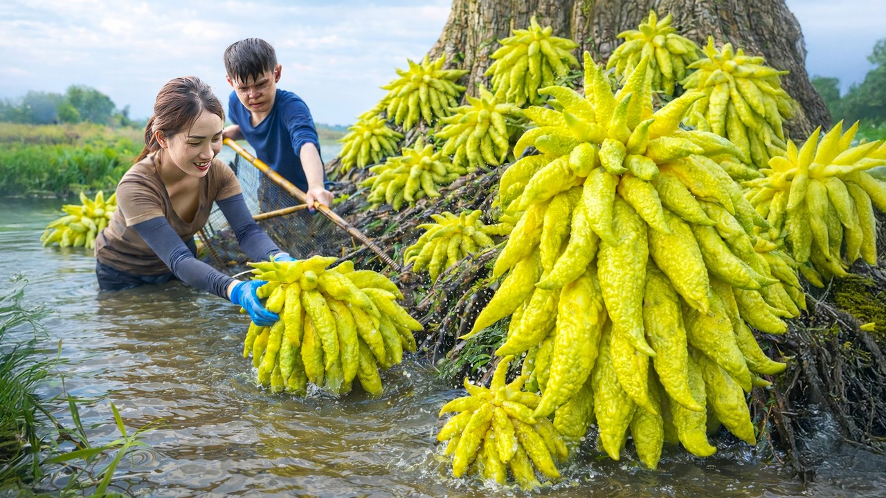 Harvesting Rare Giant Wild Buddha's Hand by Stream, Relaxing 24h Harvesting in Forest | Nature Life