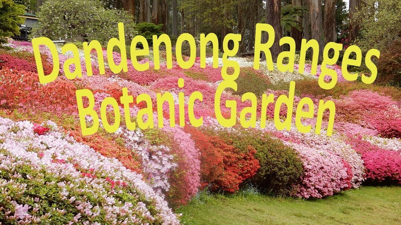 Dandenong ranges botanic gardens in Melbourne #vlogs #travel 