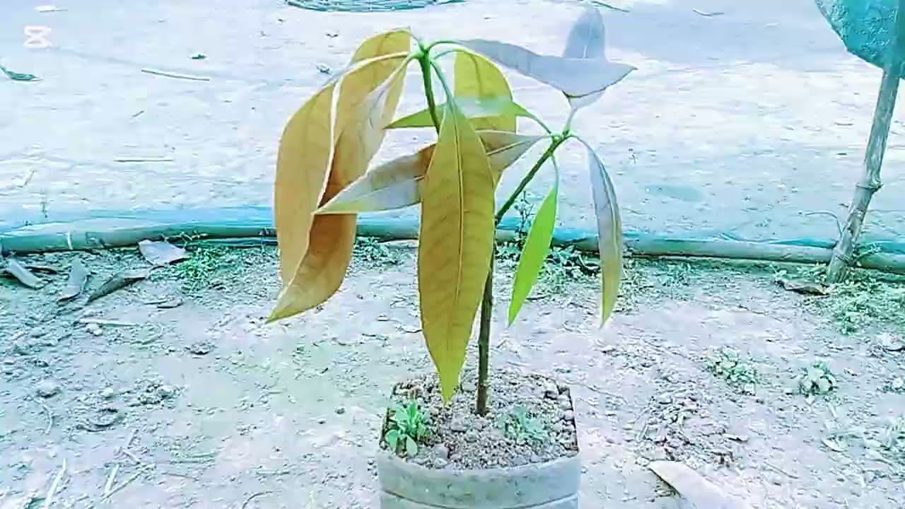 আম গাছের ডাল থেকে চারা উৎপাদন পদ্ধতি।