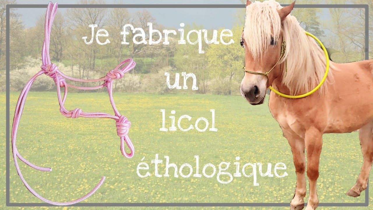 FAIRE UN LICOL ÉTHOLOGIQUE