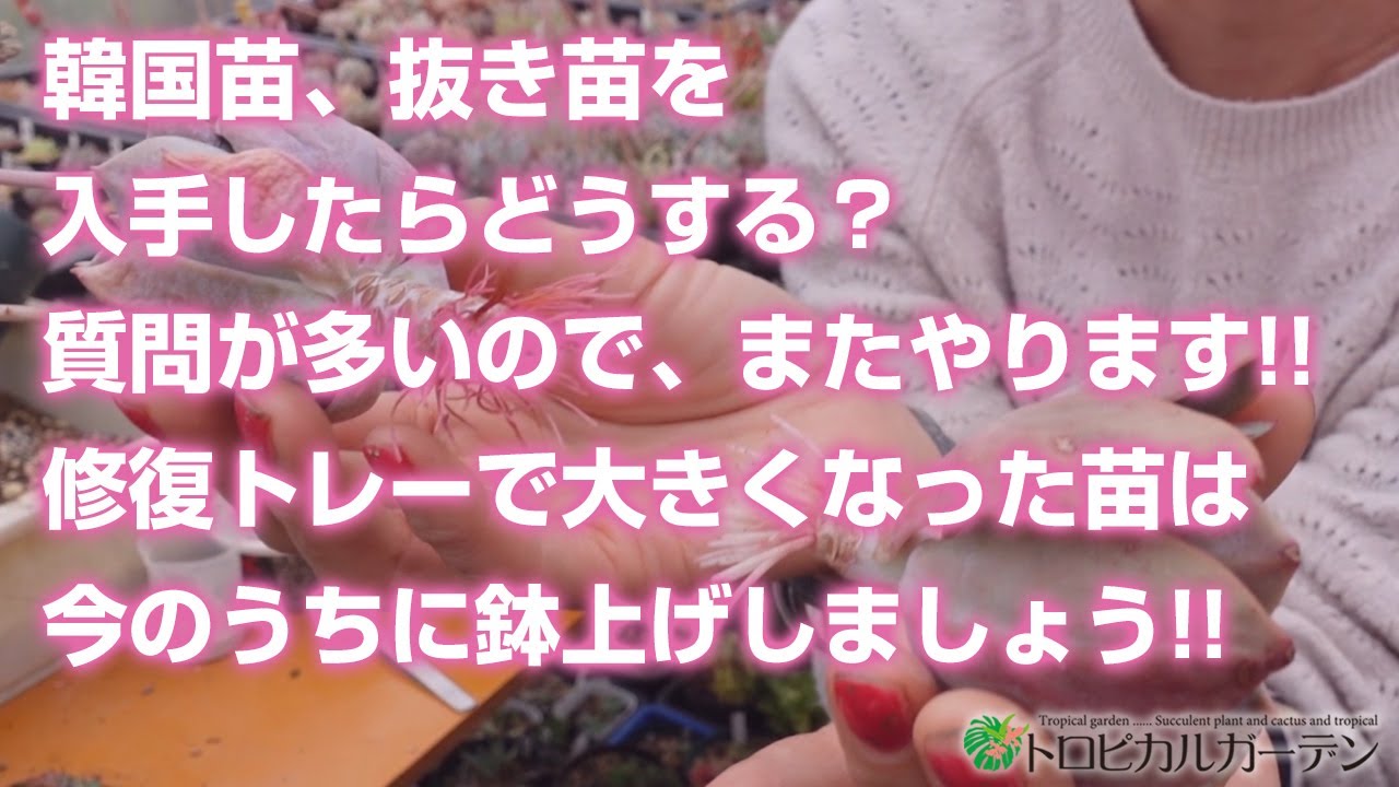 【多肉植物】韓国苗、抜き苗を入手したらどうする？質問が多いので、またやります!!修復トレーで大きくなった苗は今のうちに鉢上げしましょう!!【succulent】トロピカルガーデン