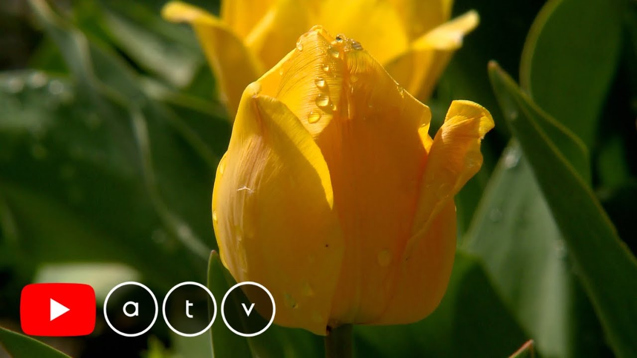 Tulipánok és egyebek Abádszalókon