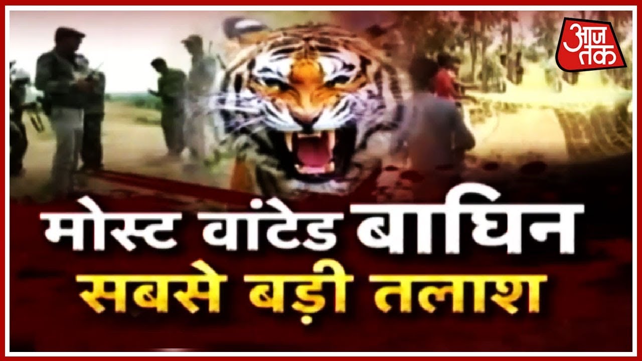 Most Wanted आदमखोर बाघिन के लिए जारी सबसे बड़ा ऑपरेशन | Aajtak Special