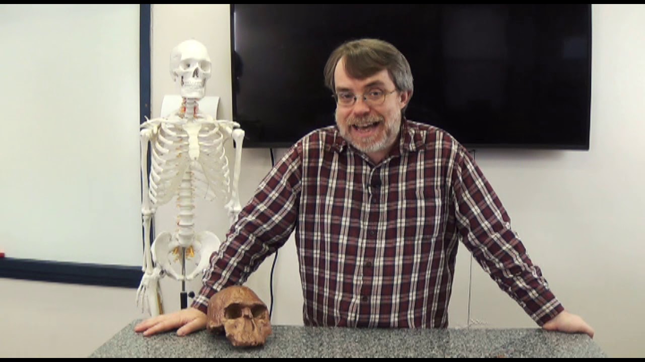 Fossil Focus: Homo rudolfensis