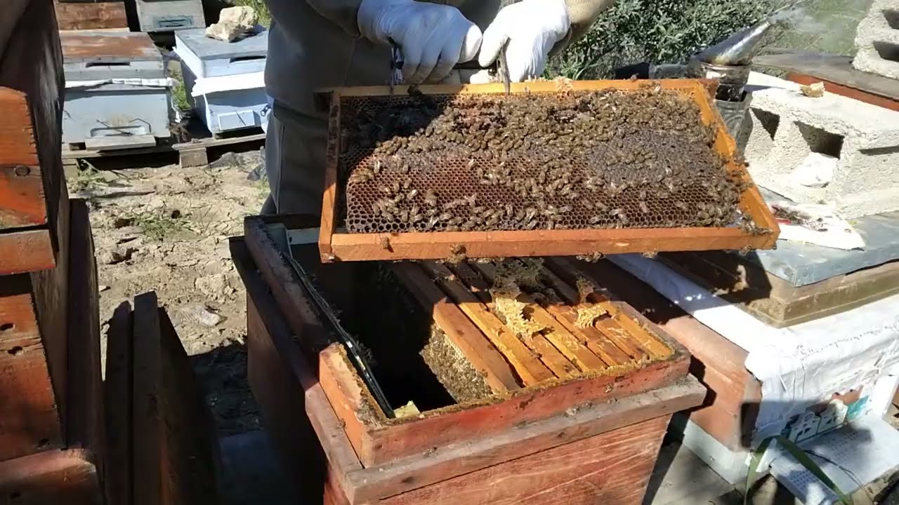 İlkbahar da kovanları hızlı geliştirme.