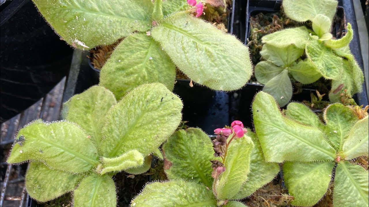 How to Grow Drosera prolifera, adelae & schizandra The Three Sisters Sundews water, light & more.