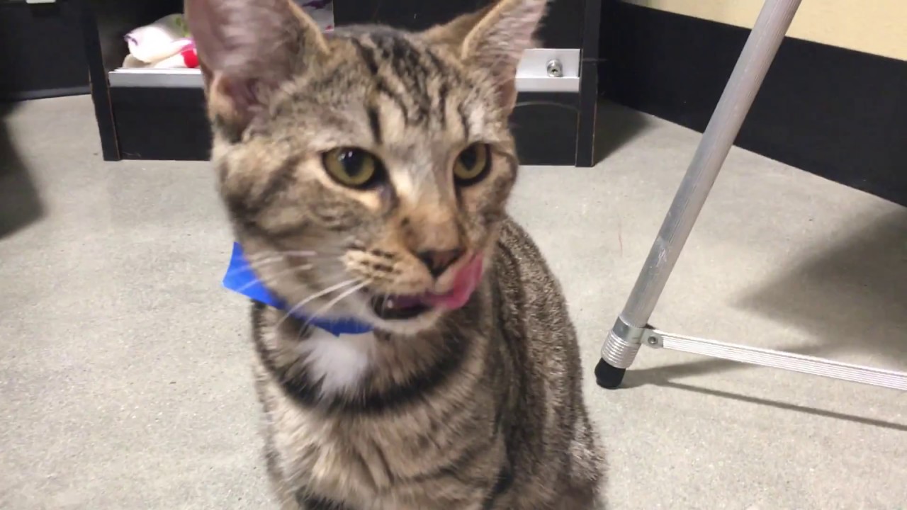 My First Visit to The Orlando Cat Cafe!!