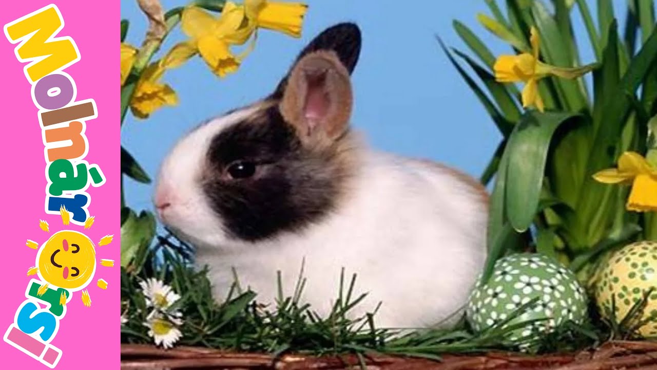 Húsvéti dal - Kis nyuszi, ébredj fel! 🐇 - gyerekdal