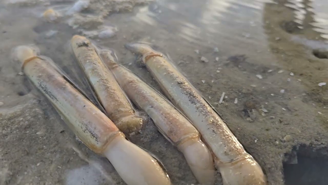 Sea knife extraction 