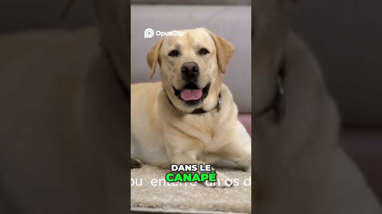 Le chien  Son histoire fascinante et son comportement ancestral