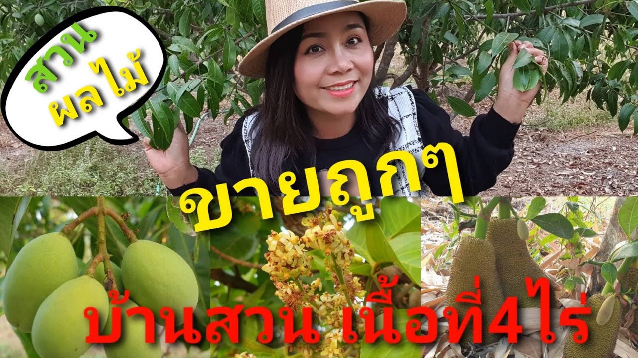 สวรรค์ของคนเมือง สวนผลไม้พร้อมบ้าน บนเนื้อที่4ไร่ ด่วนๆๆเลยคร่า อย่างลังเล อย่าสงสัย รีบมาของจริงจ้า