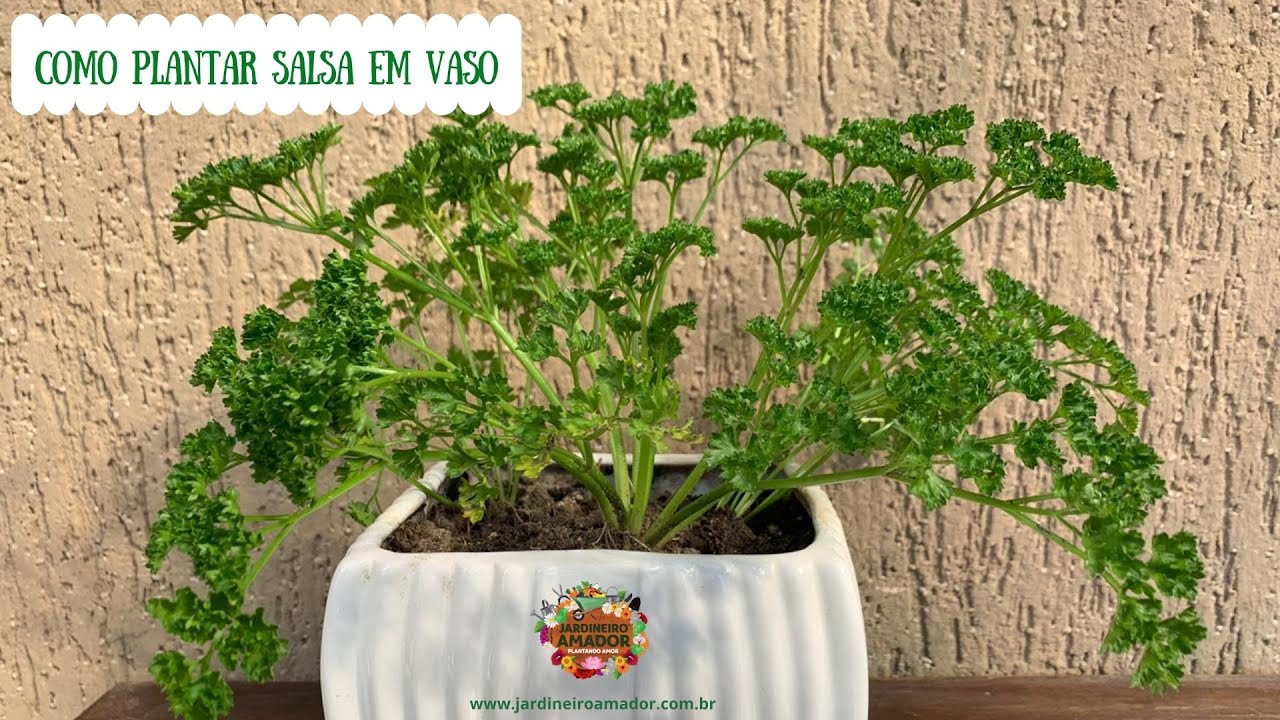 Salsa | Como Plantar em Vaso na Horta em Casa
