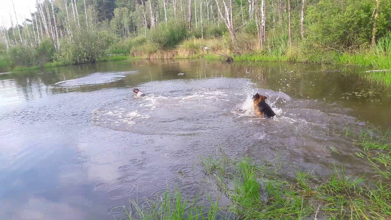 Wyżeł (ufo) skok do wody !