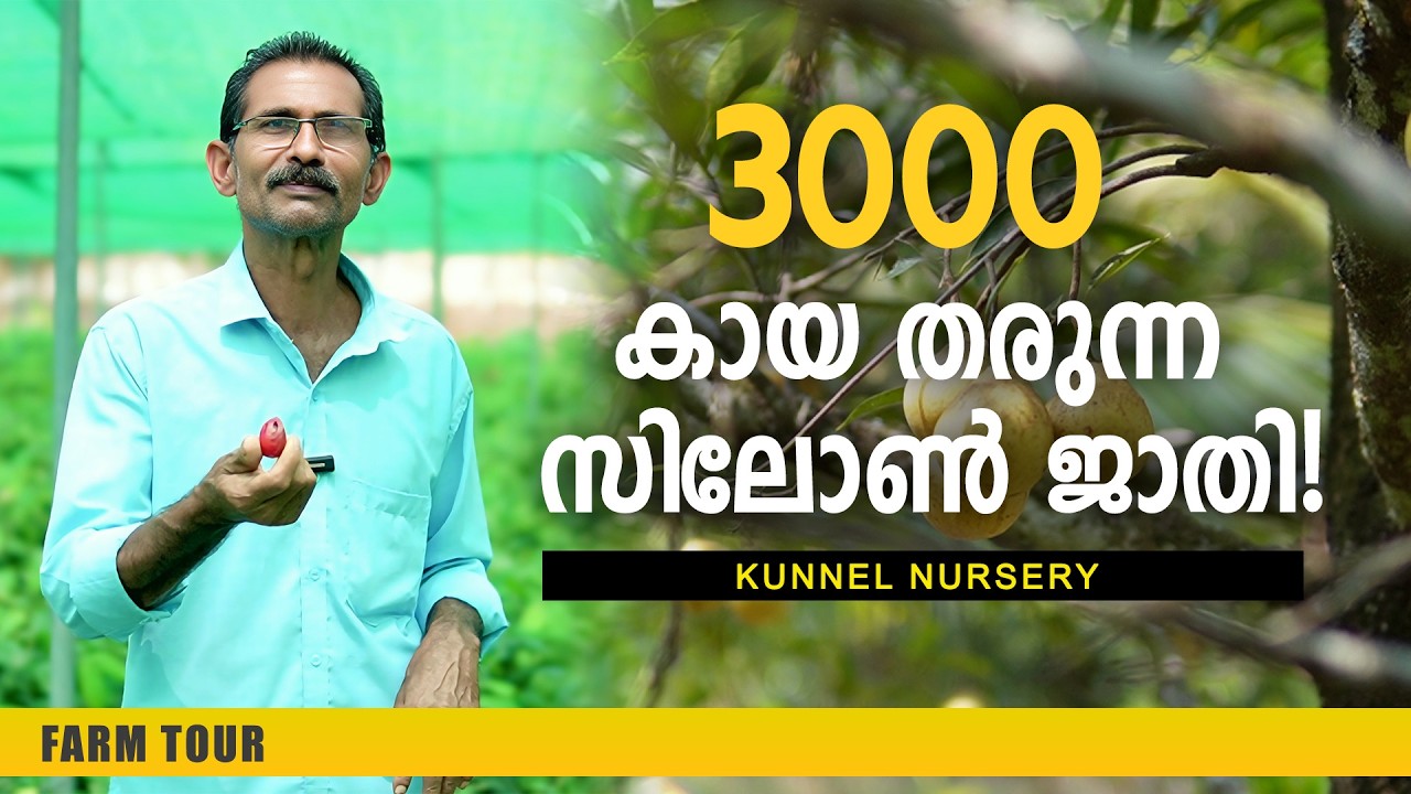 ഒരു മരത്തിൽ 3000 കായ! സിലോൺ ഹൈബ്രിഡ് ജാതി കൃഷി വിശേഷങ്ങൾ | Nutmeg Plantation | Kunnel Nursery