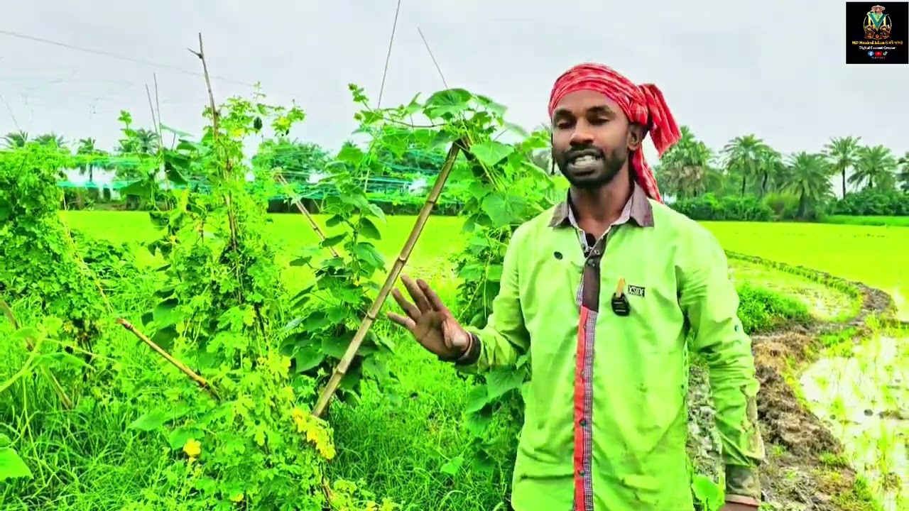 বর্ষা মৌসুমের তরমুজ দেখাবো আপনাদের 🍉🍉🙂আরো দেখাবো মাঠে যাওয়ার রাস্তার অবস্থা।#farmer 🍉🍈