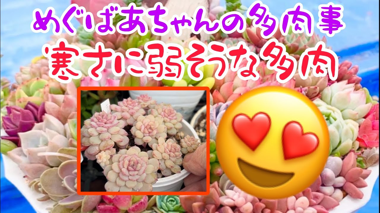 🪴No452🪴多肉植物🪴寒さに弱そうな多肉🪴めぐばあちゃんの多肉事👵🏻