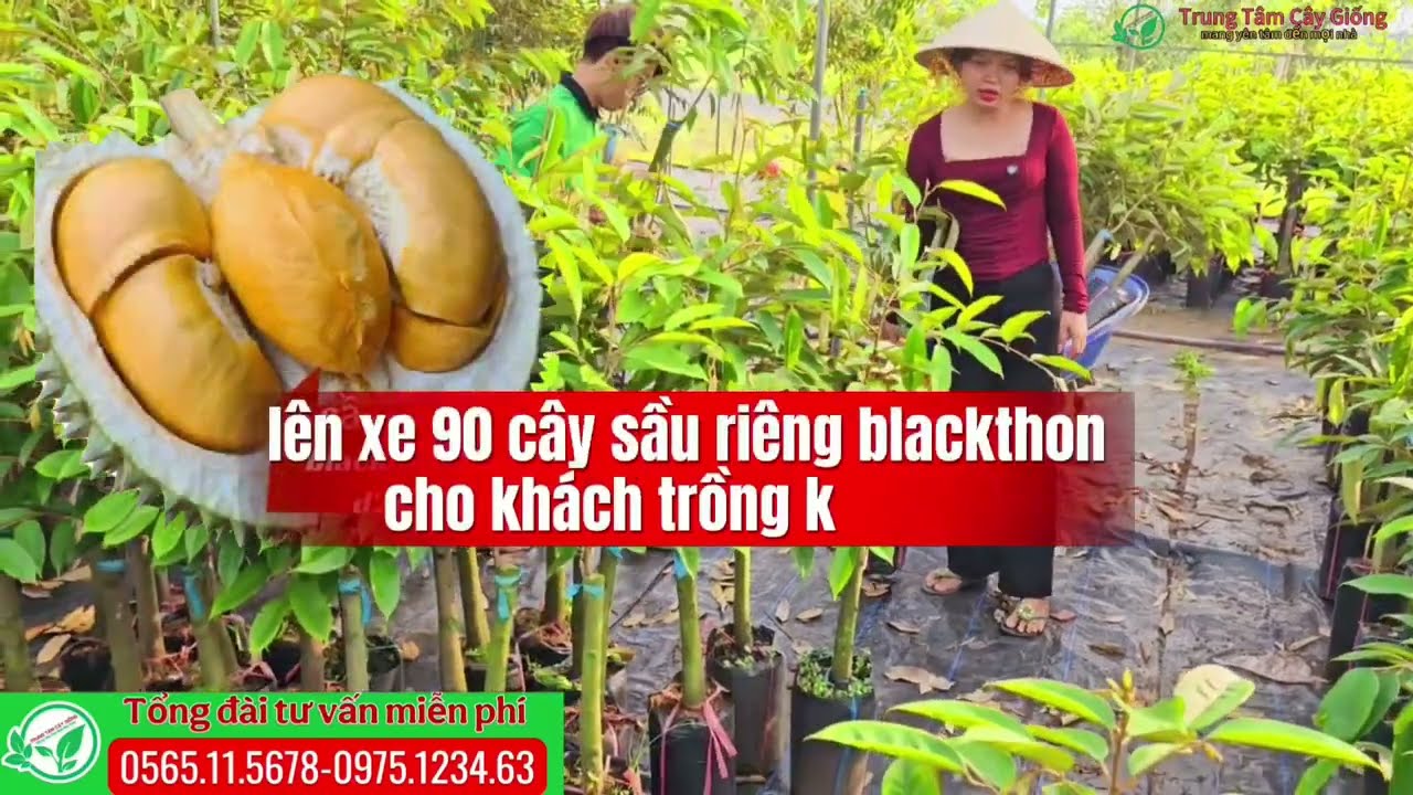 90 cây sầu riêng blackthon d200 cho chủ đầu tư trồng kinh tế