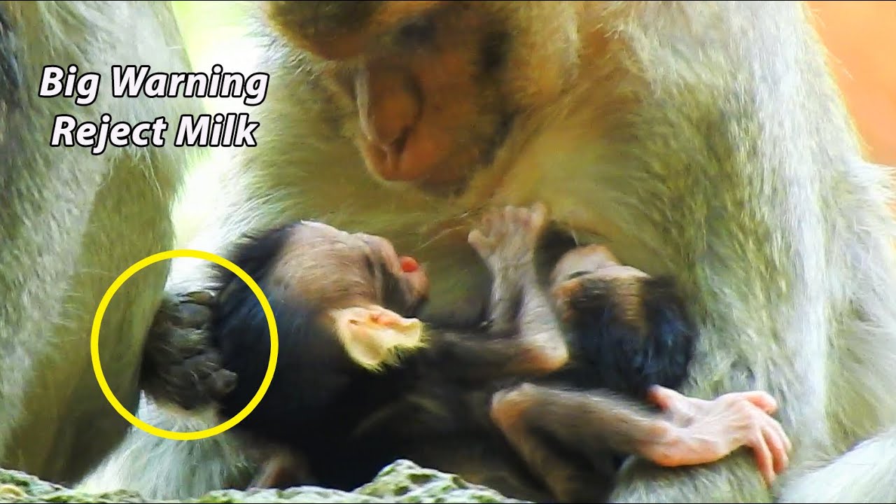 Never See Before Big Weaning !!! Mum Casi Warning Poor Skinny Calvin To Reject Milk | Looked Sadness