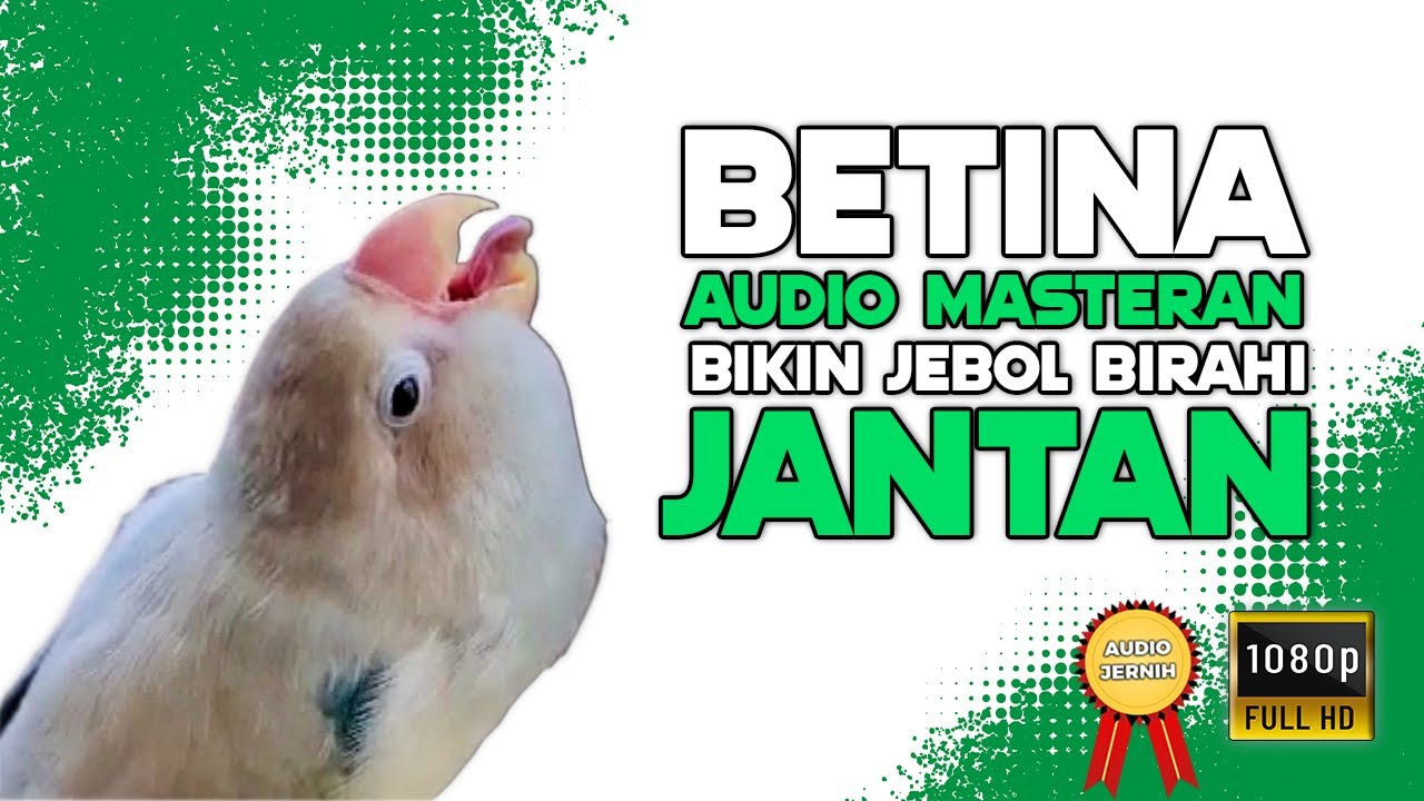 DIJAMIN BIKIN JEBOL BIRAHI!! Lovebird Jantan dan Betina Konslet