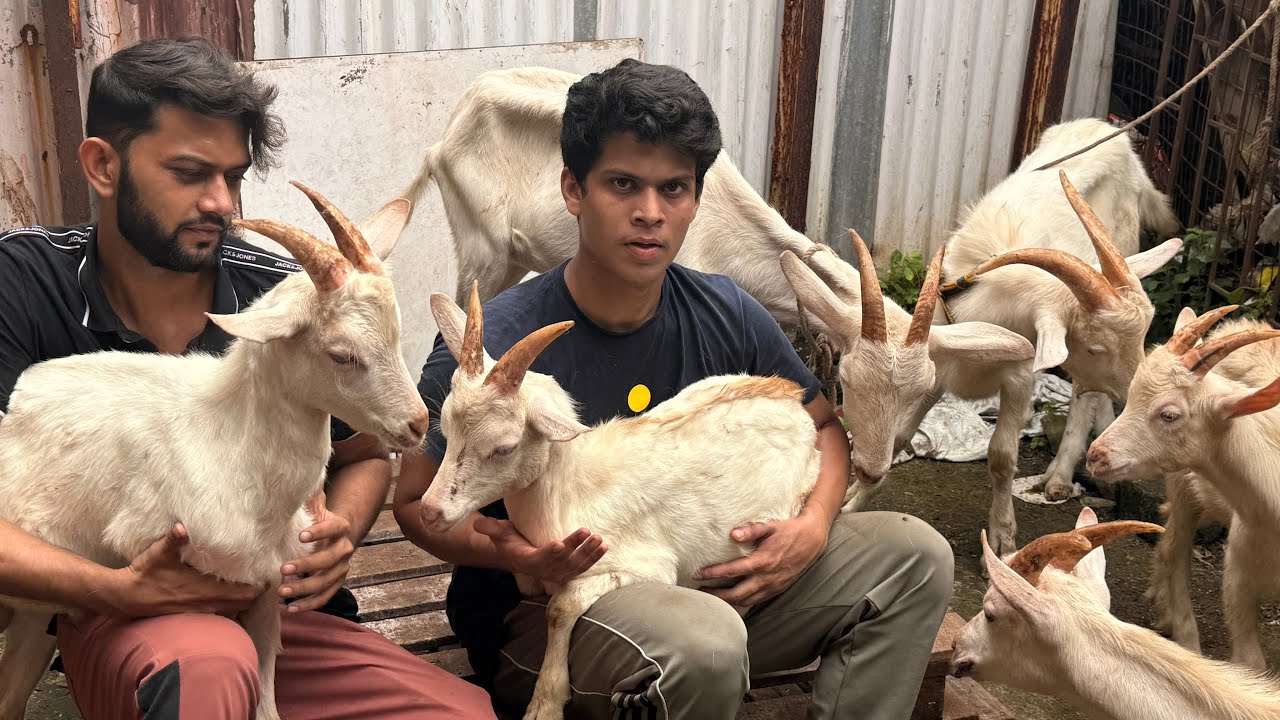 Exotic Saanen Kids, Yemeni & Barbari at Al Quresh Goats Jogeshwari West Mumbai 