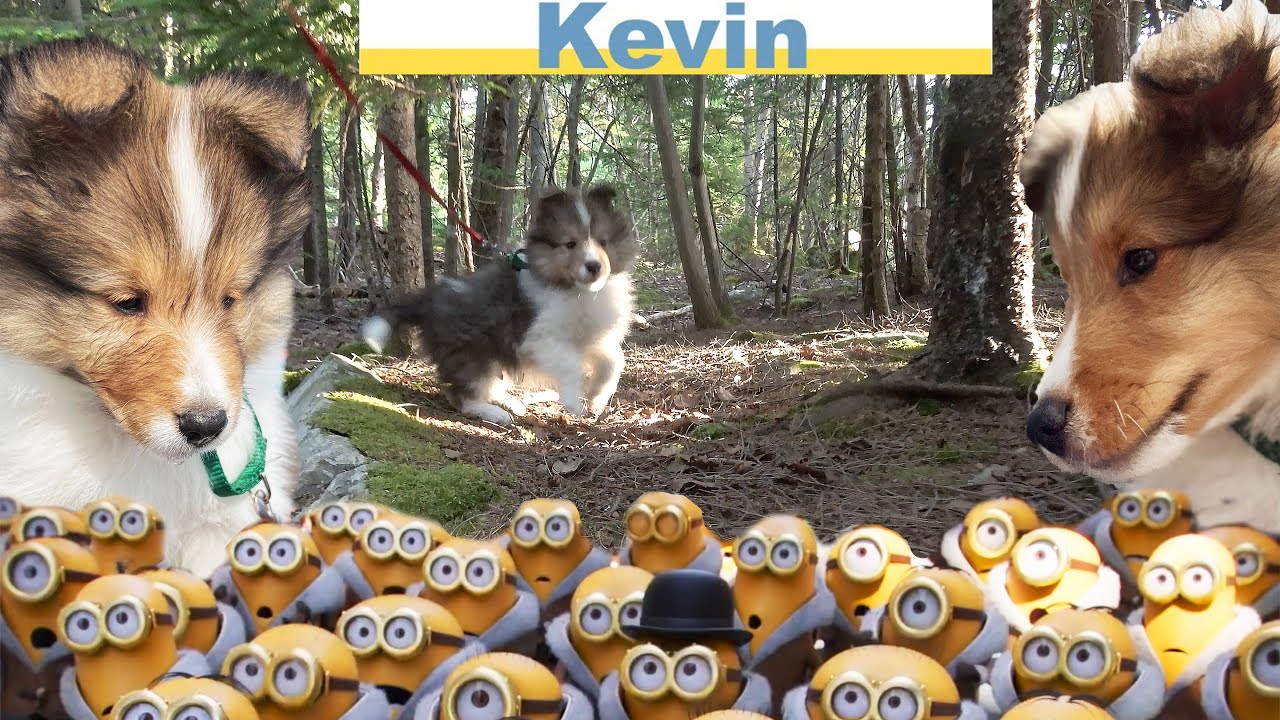 Our new Sheltie Puppy Kevin - a travel Adventure part 2 ❤️🐶❤️ on Burke BunchTV