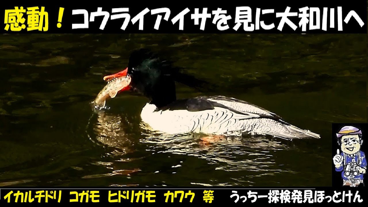 恐るべし！大和川にコウライアイサ！1月7日の野鳥観察、見た鳥たち、ダイサギ、アオサギ、ヒドリガモ、コガモ、オオバン、マガモ、イカルチドリ、モズなど。うっちー探検発見ほっとけん
