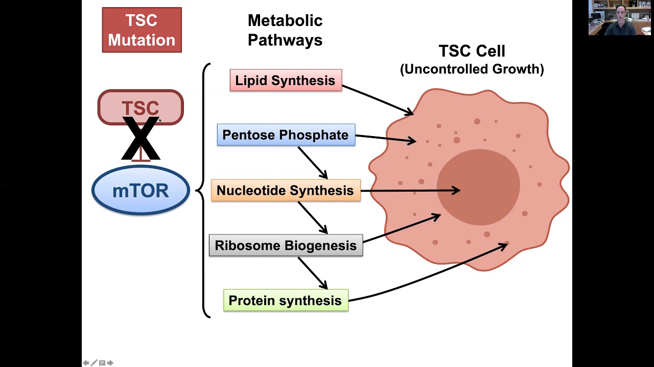 ITSCRC2021: Growth control by the TSC-mTOR pathway and therapeutic strategies for TSC