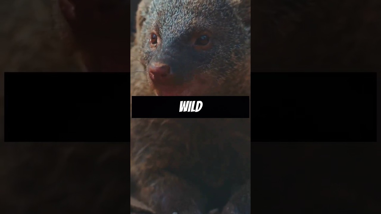 Mongoose the Snake Slayer!? 😮 #facts  #animals #shorts