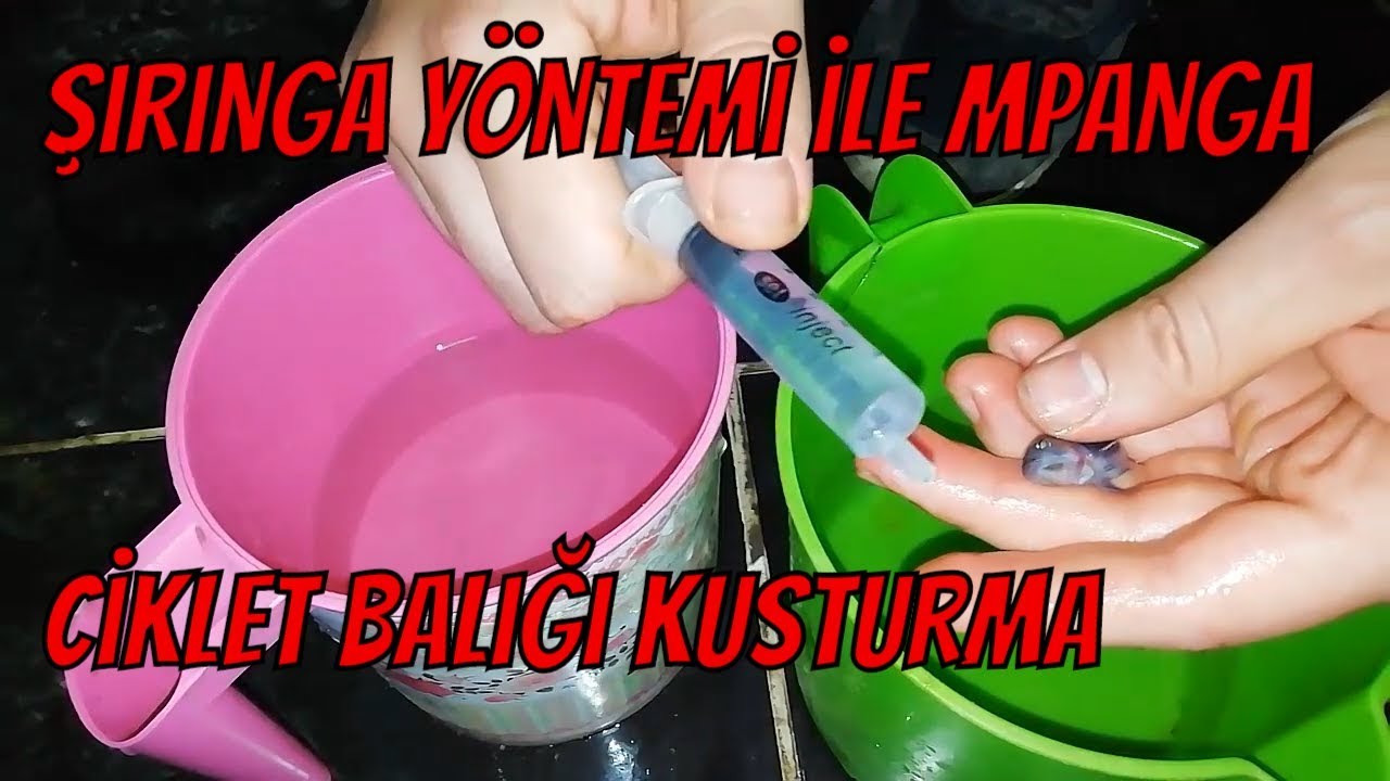 ŞIRINGA İLE MPANGA CİKLET KUSTURMA,YAVRULARI,mpanga akvaryumu,