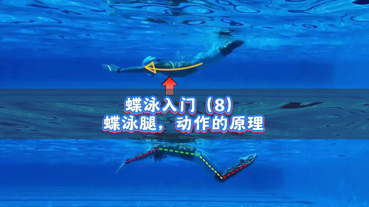 蝶泳入门（8）蝶泳腿，动作的原理（身体姿态的入水、出水）