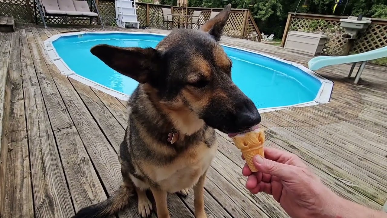 GERMAN SHEPHERD LUCY ❤️ HAS STRAWBERRY 🍓 ICECREAM 1st TIME!  LAST CALL POOL CLOSING FALL