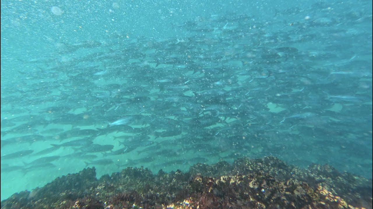 Spearfishing Central Coast Vol.1