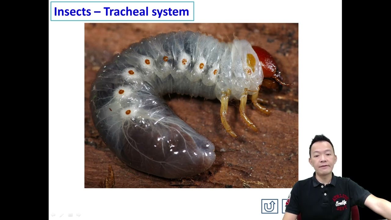 Form 3 Science Chapter 2 Insects Tracheal Respiratory System