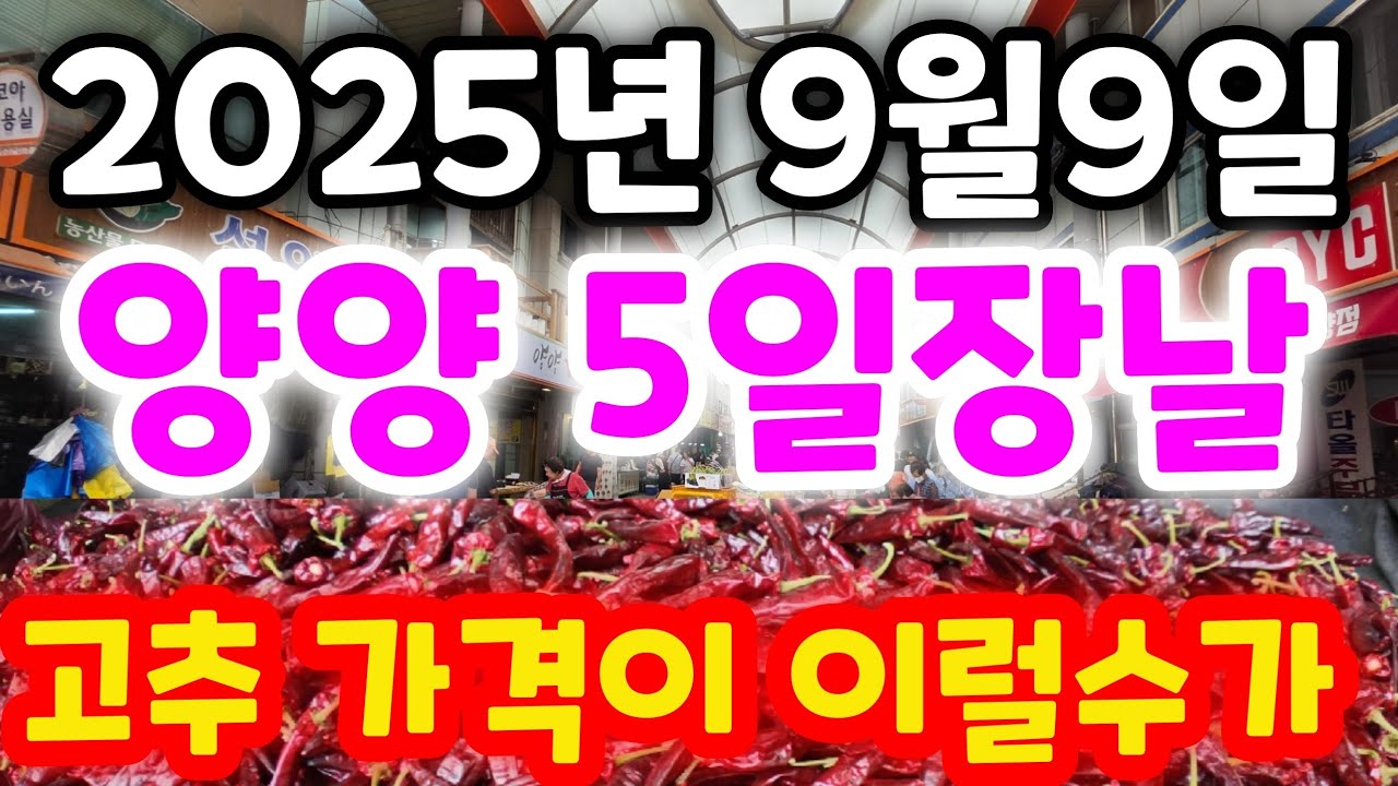 강원도 양양 5일장날 고추한근 가격은 얼마나 할까요 궁금해서 찾아 가 보았습니다 