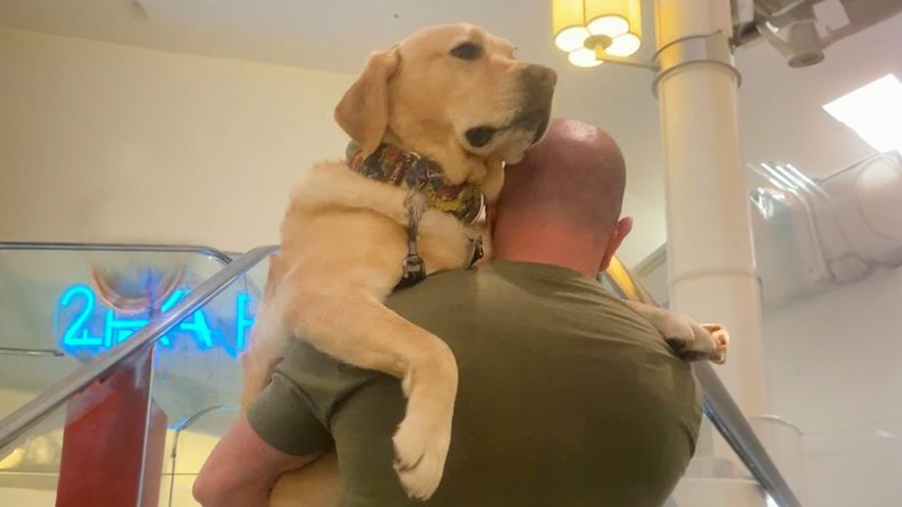 Giant dog just wants to be this guy's baby