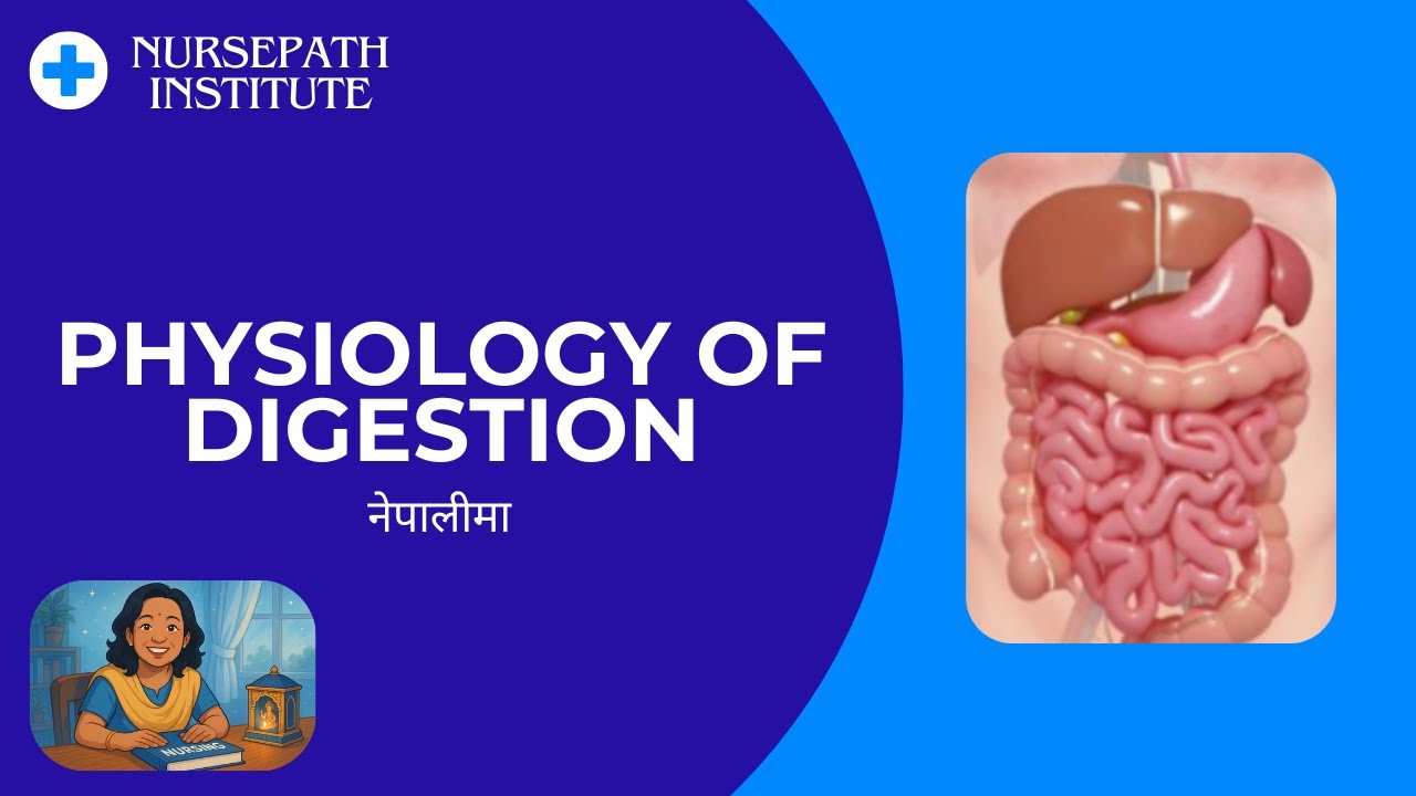 Physiology of Digestion | Explained easily