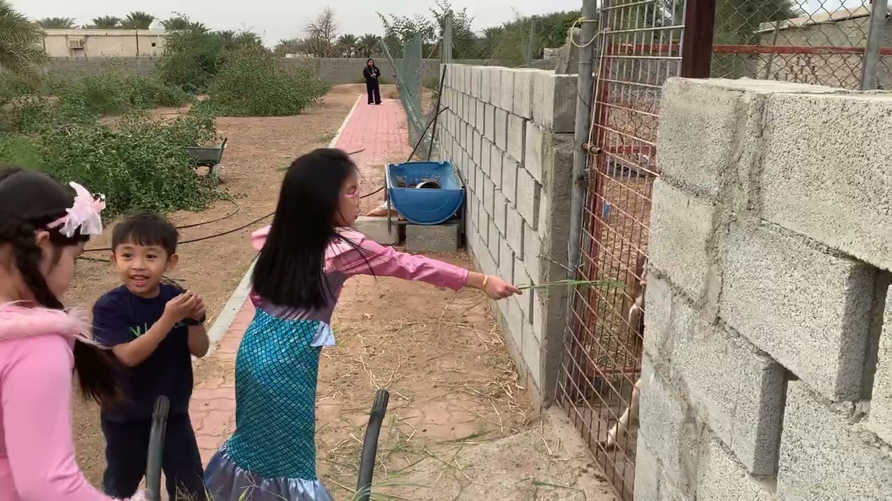 Visiting a farm in Sharjah 