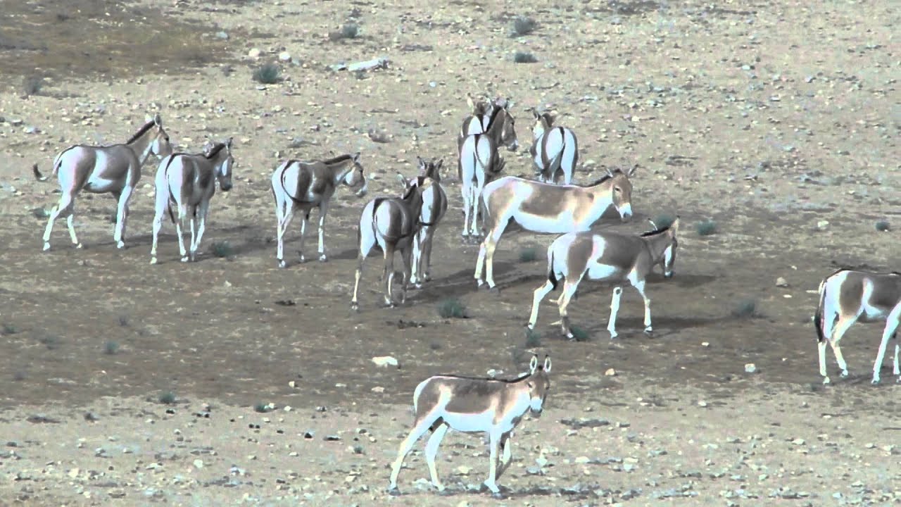Onagers in the Negev desert near Mitpze Ramon, Israel