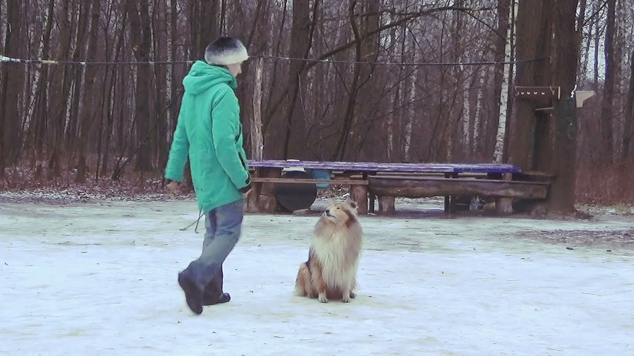 Базовый курс дрессировки. Команды 