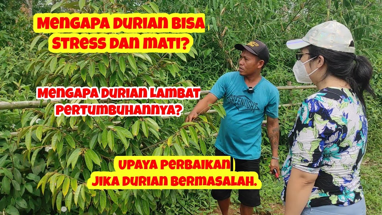 Mengapa Durian Bisa Stress & Mati? Mengapa Pertumbuhan Durian Lambat? & Perbaikan Durian Bermasalah