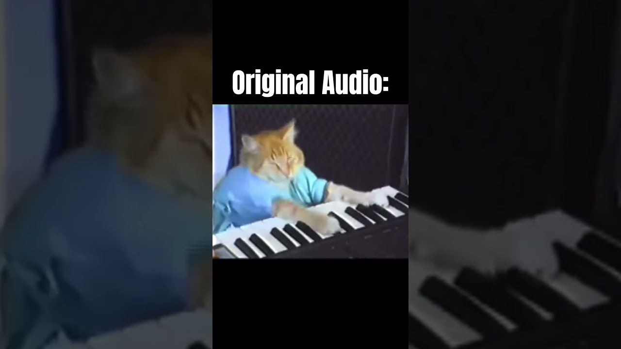 This Cat Can PLAY Piano..? 😳👀 #piano #pianotutorial