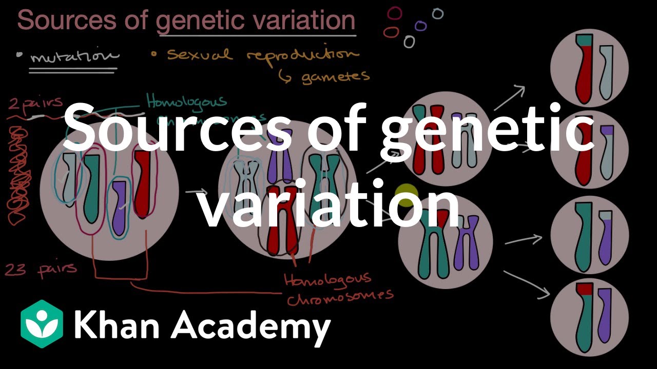 Sources of genetic variation | Inheritance and variation | High school biology | Khan Academy