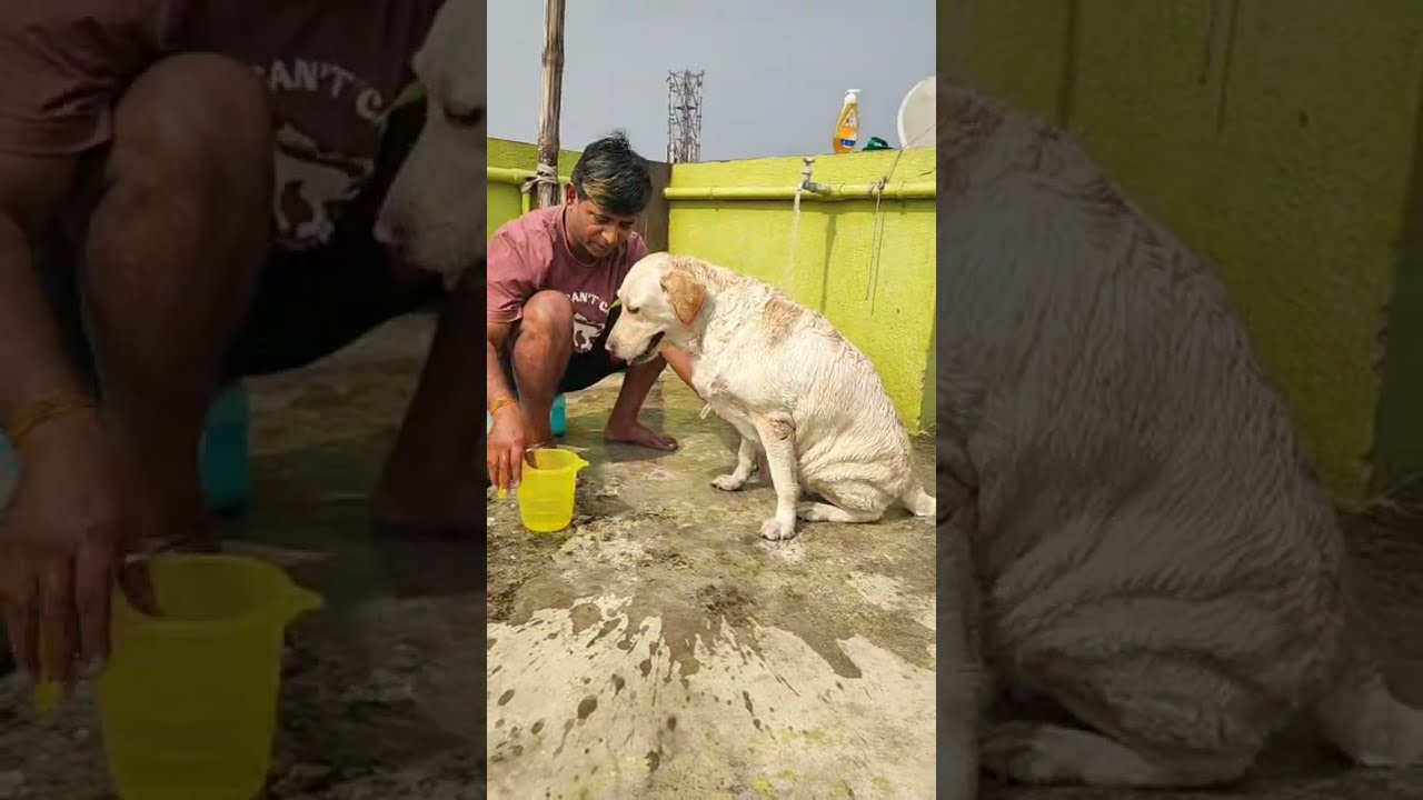 Bonzu The Labbie is live