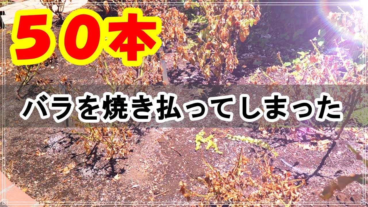 皆様ごめんなさい(._.)