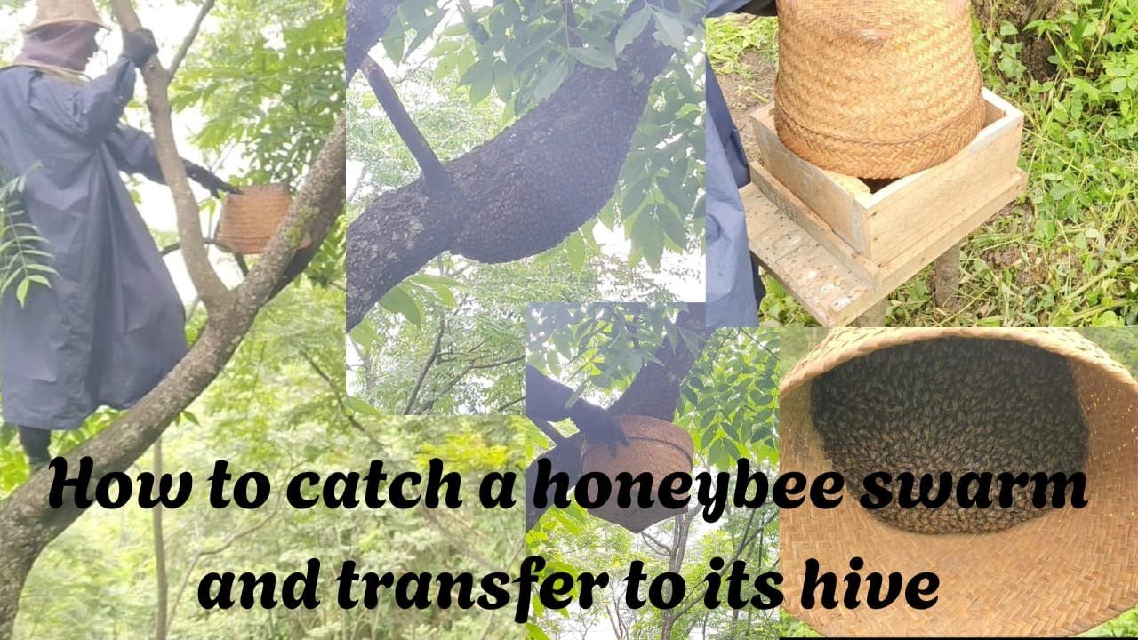 Catching a honey bee swarm and transferring it to the hive.