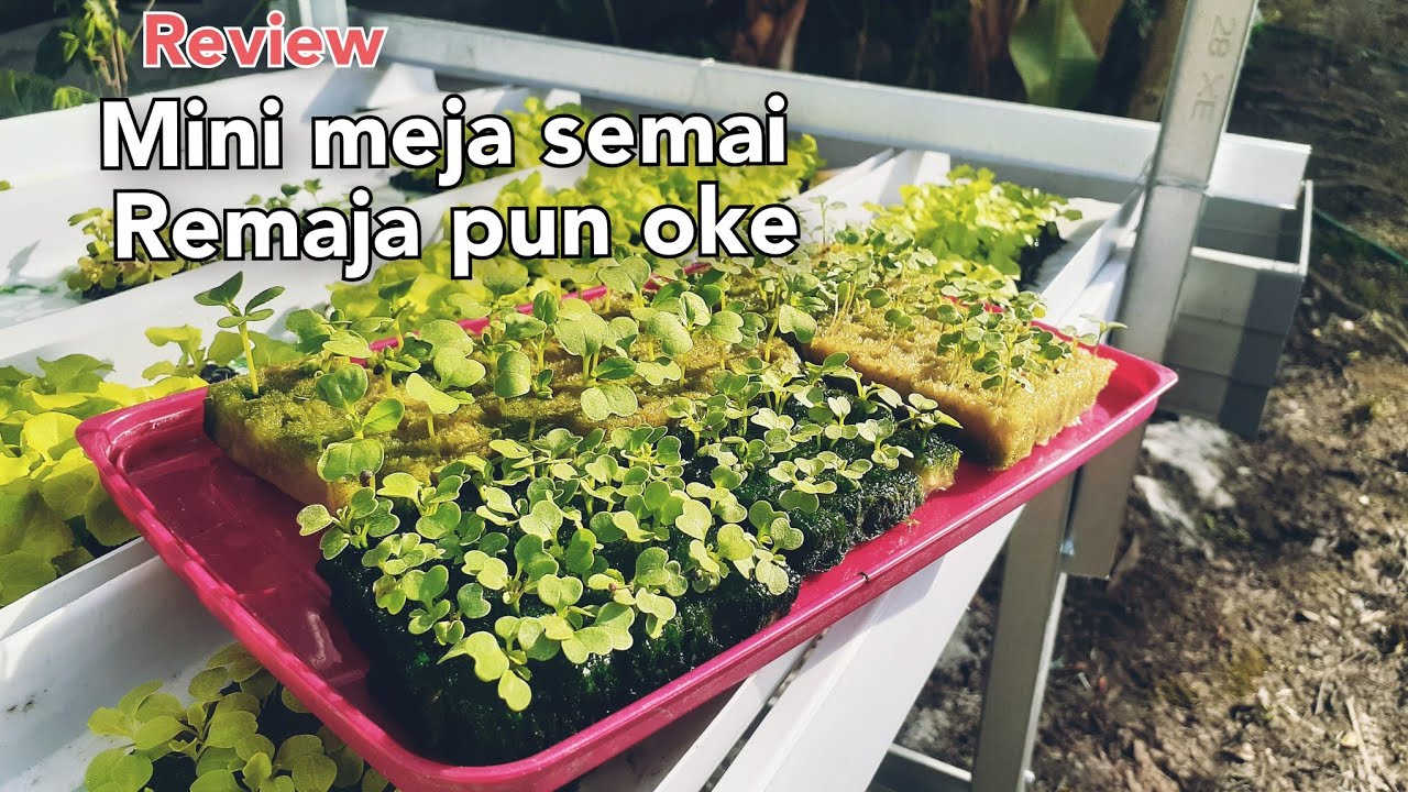 review mini meja semai hidroponik | peting nya meja semai