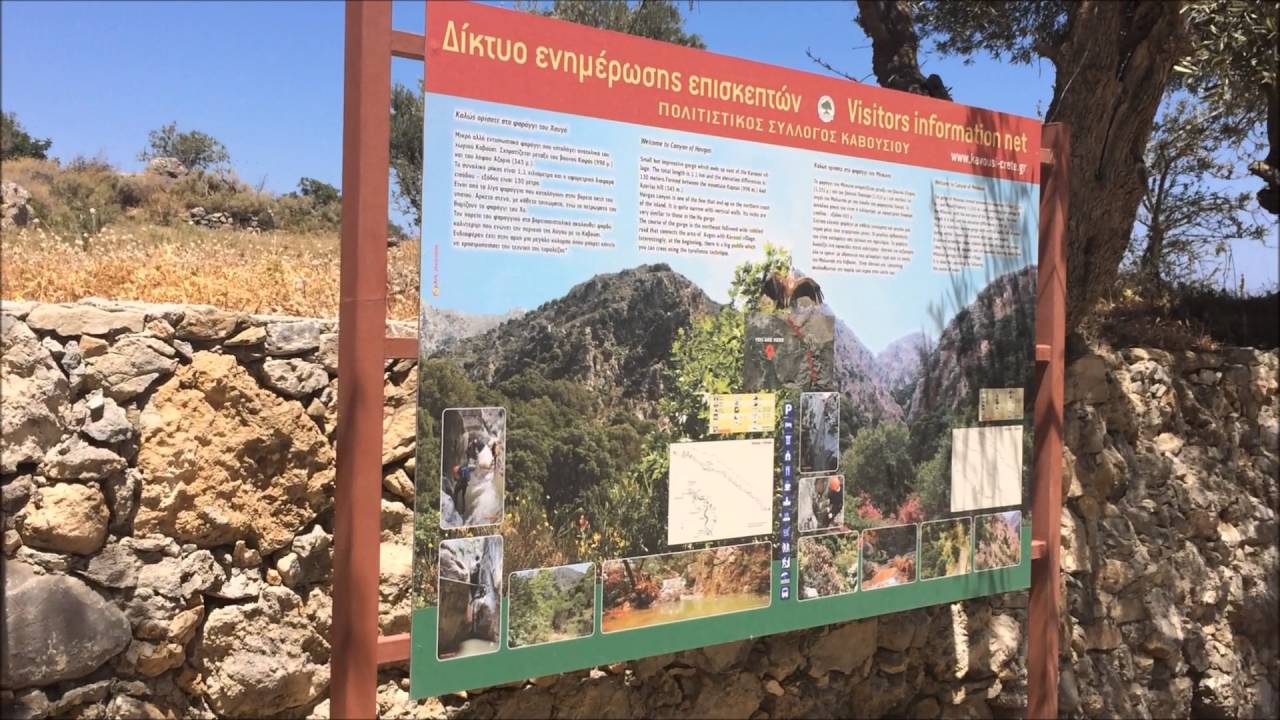 Olive tree of Kavousi / Azorias - Crete. Kreta Najstarsze drzewo oliwne w europie.