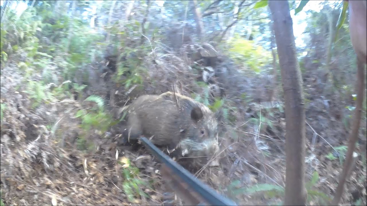 26 猛スピード猪２頭を捕獲
